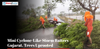 Mini Cyclone-Like Storm Batters Gujarat, Trees Uprooted NDRF personnel clearing an uprooted tree from a road in Gujarat after a storm.